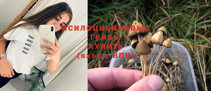 наркотики  Егорьевск  мега ССЫЛКА  Псилоцибиновые грибы Psilocybe 